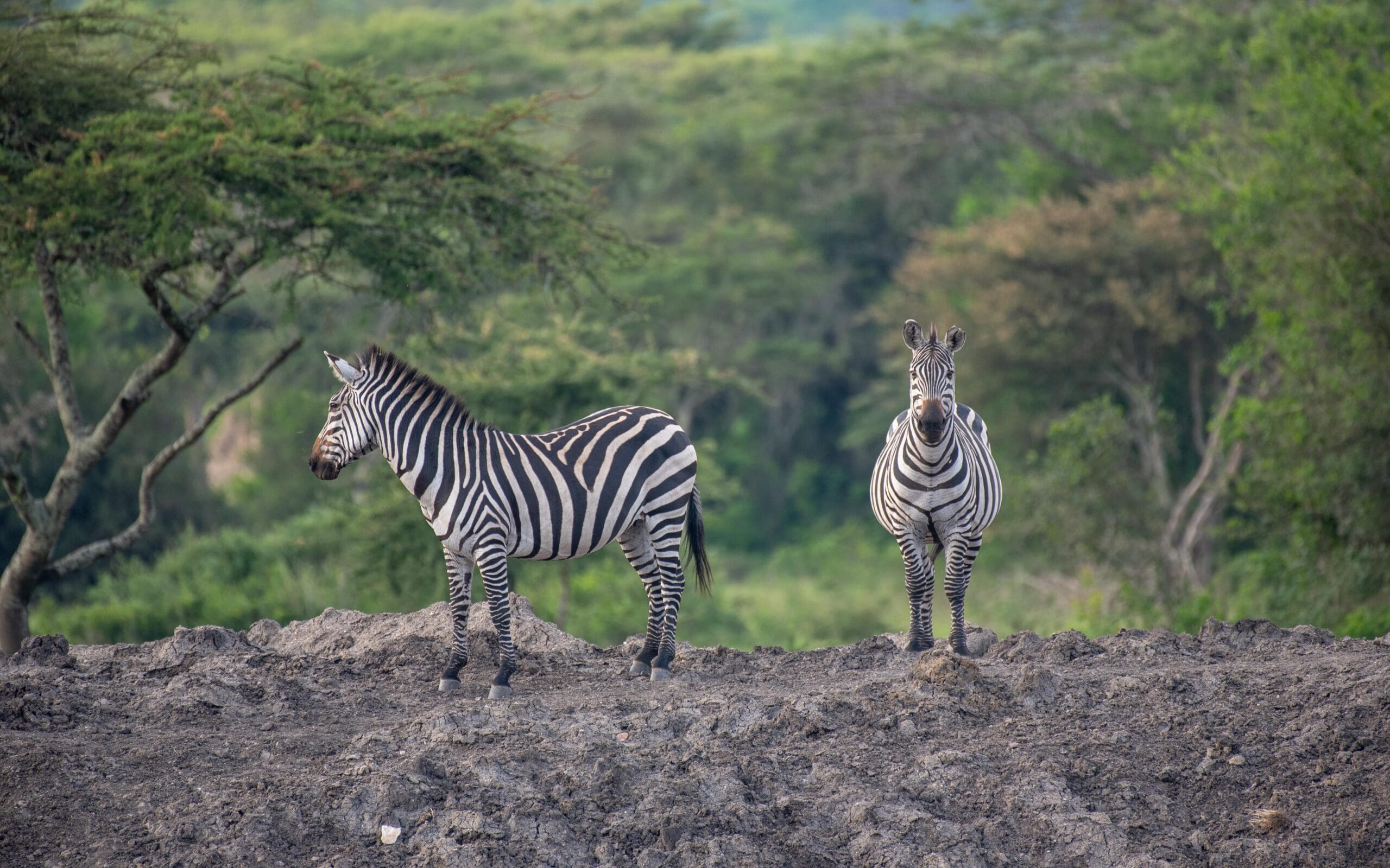 Lake Mburo
